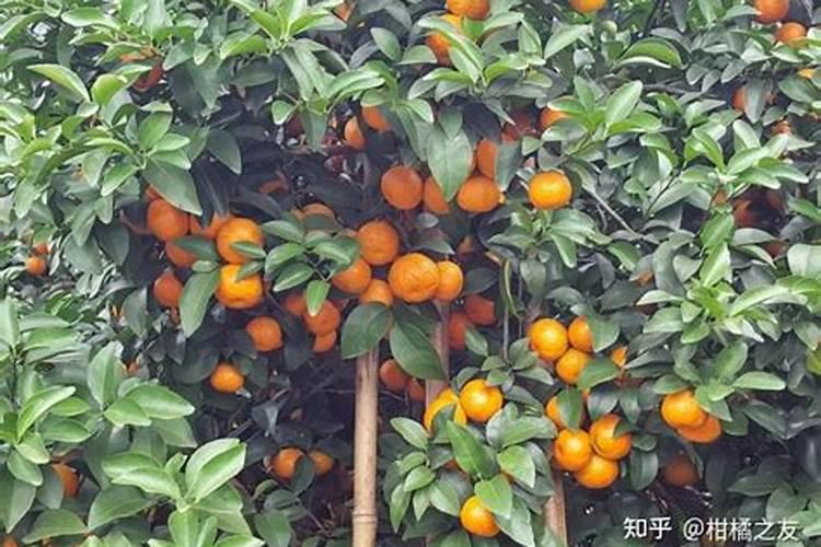 柑桔施钾肥最佳时间 正确使用方法有哪些