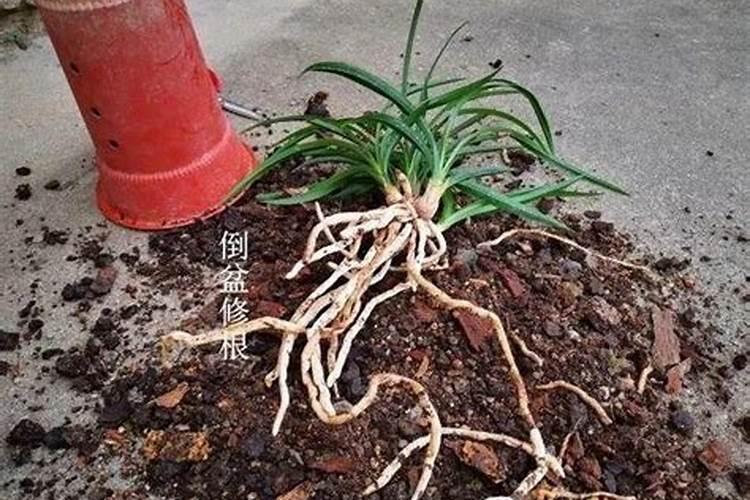 兰花什么时候施氮磷钾？