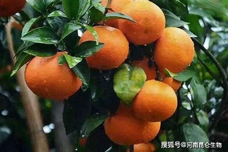 柑橘苗叶面肥施药方法 柑橘专用叶面肥应该如何施用