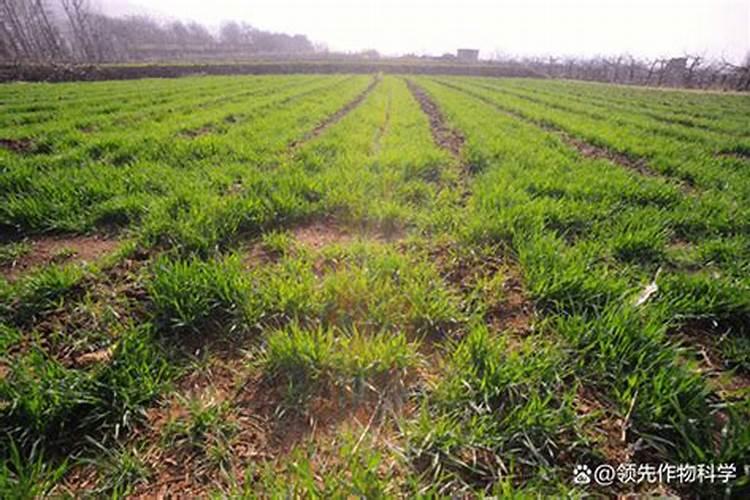 辣椒收获期叶面喷施氮肥可以吗,比例是多少？