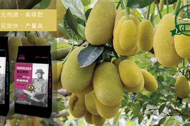 菠萝蜜种植后用什么肥料