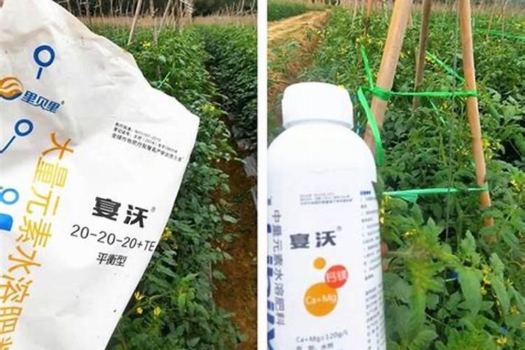 甜瓜追肥用什么肥料好