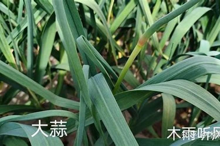 油菜什么时候打磷酸二氢钾