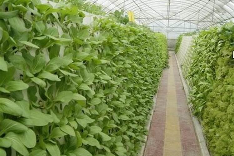 蔬菜常用的叶面肥有哪些种类？