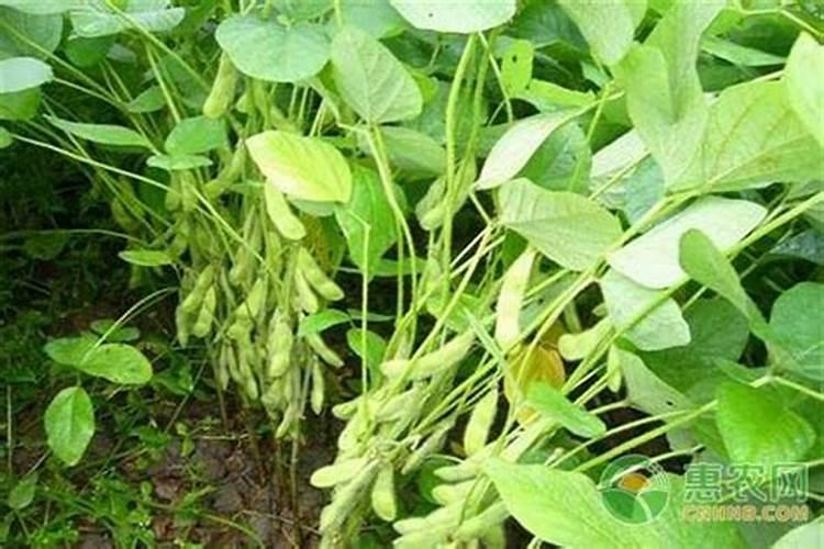 大豆是我国主要的粮油作物,大豆高产施肥有哪些技巧？