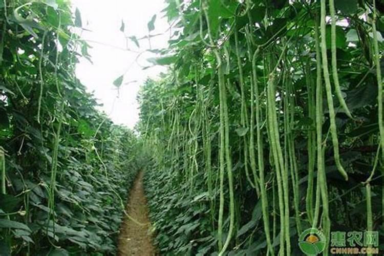 种豆角用什么肥料
