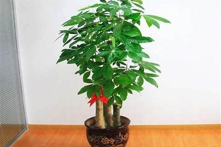 月季换盆后多久施肥 月季换盆后何时施肥？