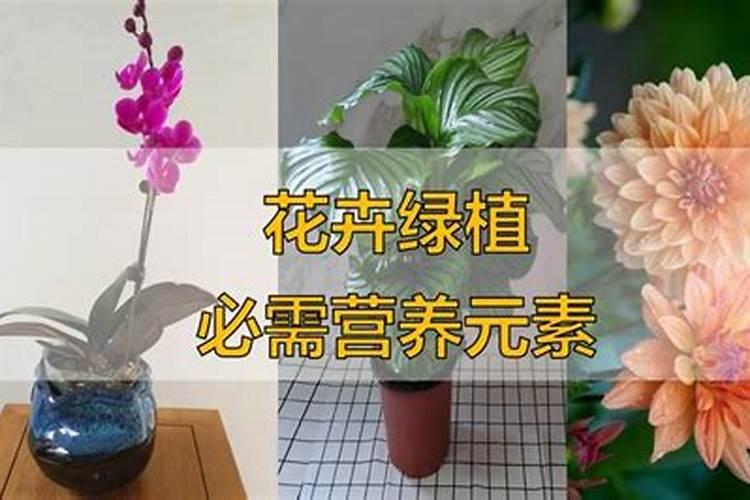 花卉生长发育的必要元素有哪些？