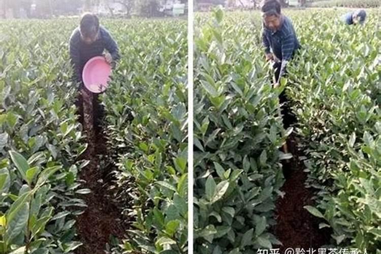 新种的茶苗要怎么去施肥才恰当