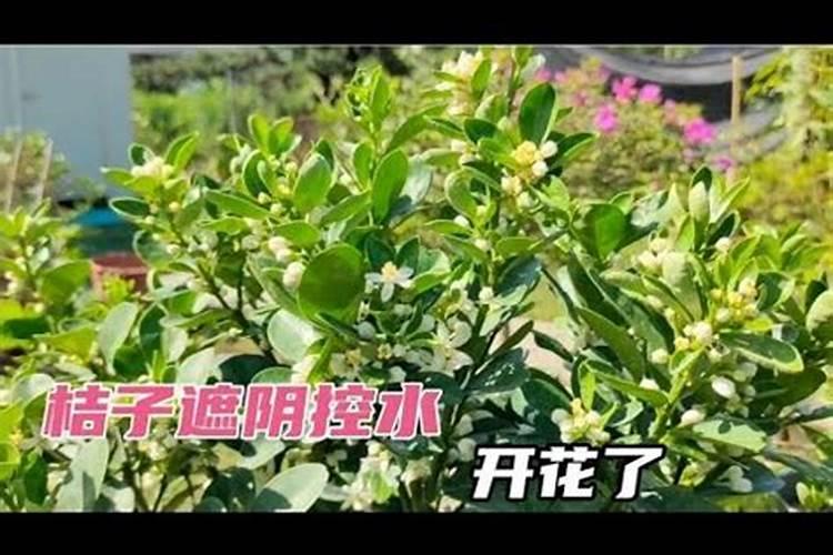 我种植盆栽橘子5年,开花非常多,坐果后都又落了。怎样解决盆栽橘子只开花...