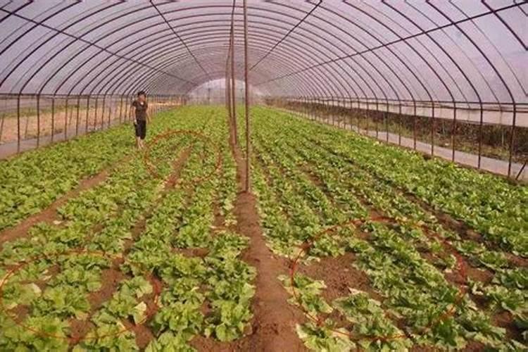 你好老师,种植茄子怎么施肥浇水？