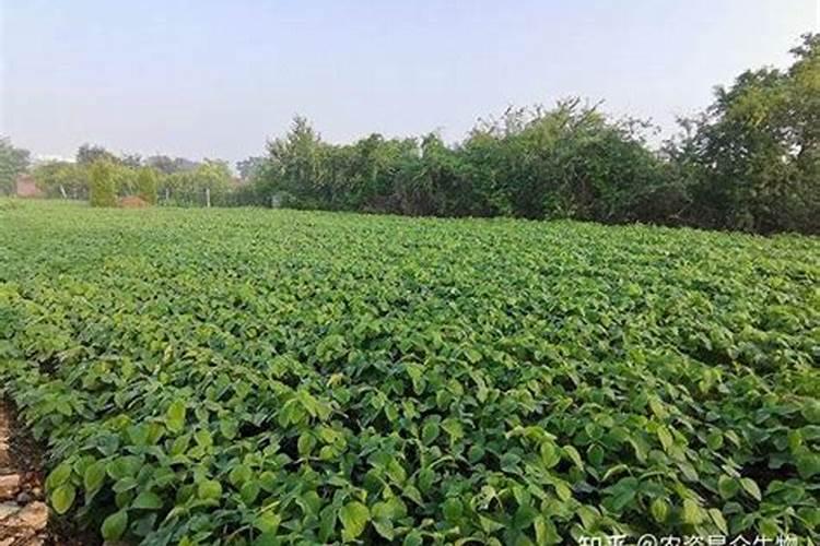 复合氮肥企业标准与国家标准的区别