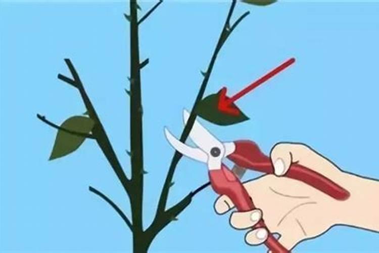 锯下来的芭蕉叶能做肥料吗？