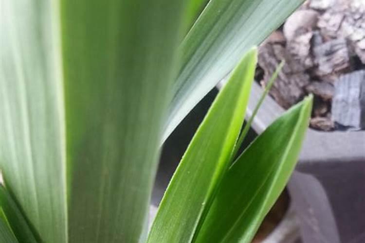 绿植掉落的叶子可以让它烂在土里当肥料吗？