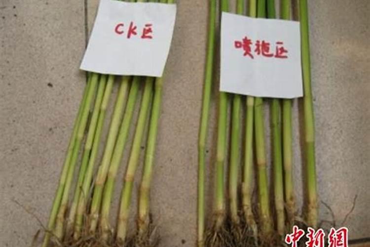 阿根廷/巴西的大豆的播种和收割的在什么月份？