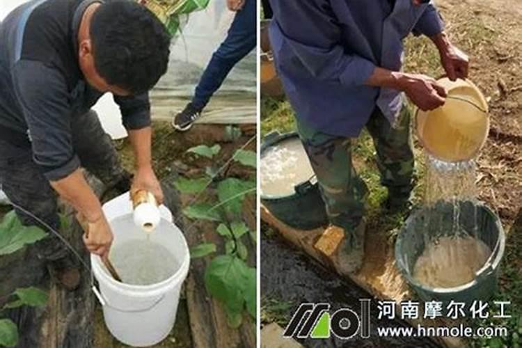 水溶肥在果树上几天能吸收