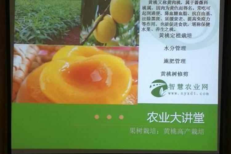 黄桃树什么时候施肥最好