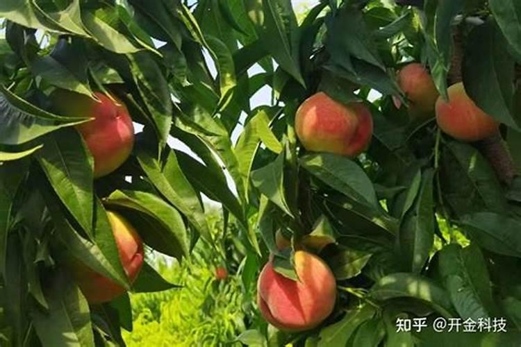新栽的茶苗应该怎样正确施肥呀