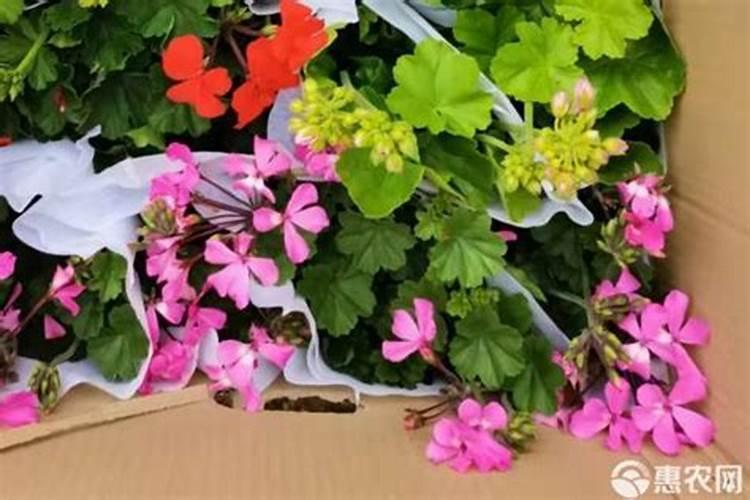 适合家里养,又能四季开花的植物都有哪些？