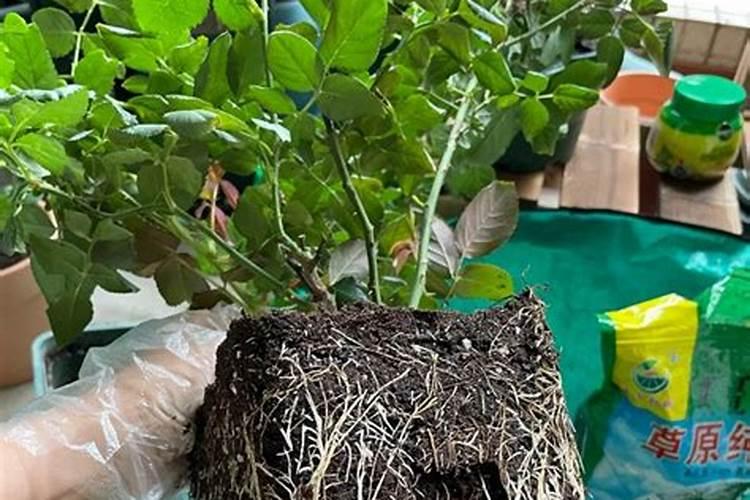 刚种下的果苗可以喷磷酸二氢钾吗？