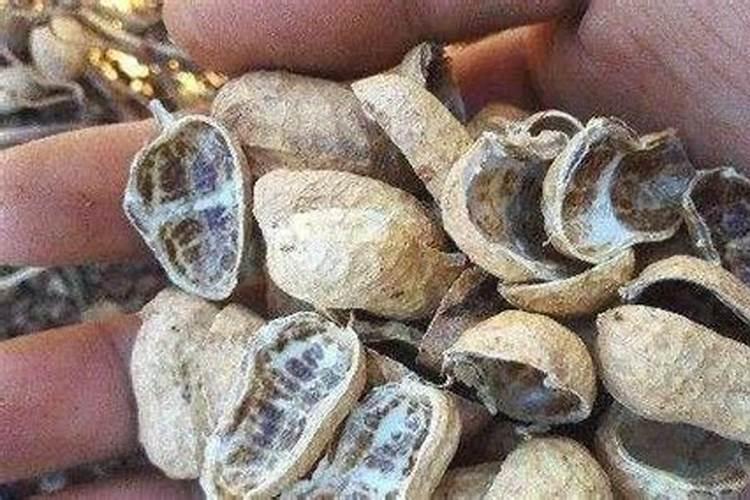 菜苔是油菜花吗？菜苔和油菜花有什么区别？