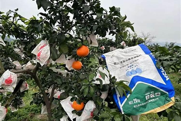 ...幼苗或爱媛38号桔子幼苗吗？这样效果是不是会更好？