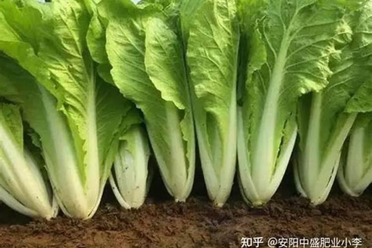 那些蔬菜可以用叶面肥