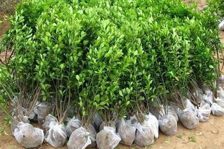 冬青小苗种植技术要点有哪些