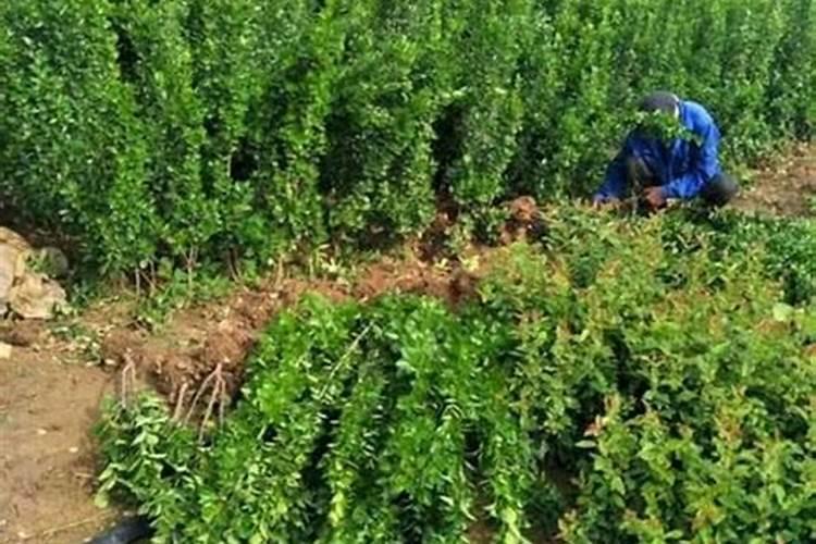 冬青小苗种植技术要点有哪些