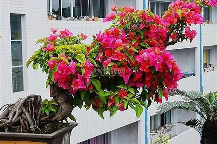 三角梅用什么肥料