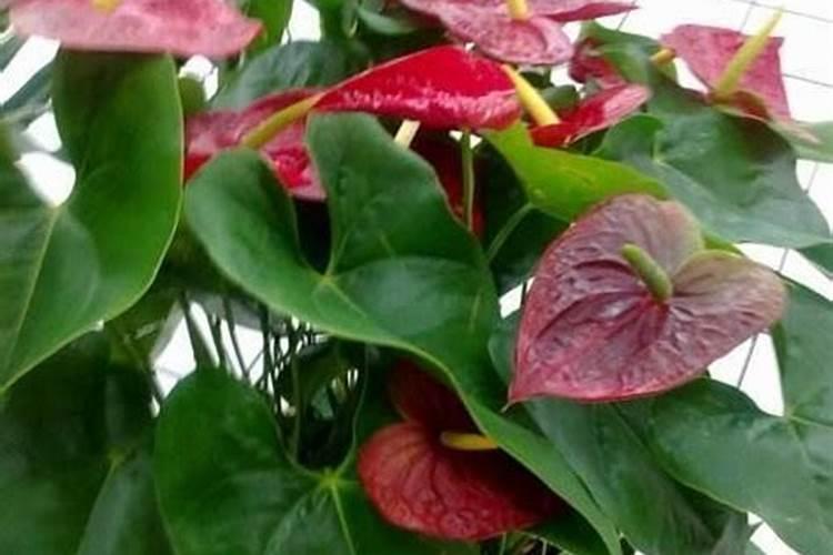 红掌花浇什么肥料合适