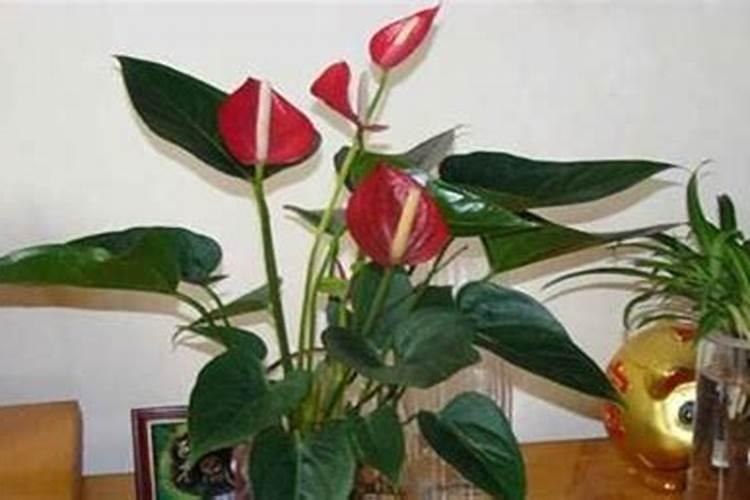 红掌怎么养才能开花更旺盛