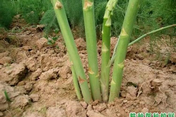 二氨化肥是什么意思