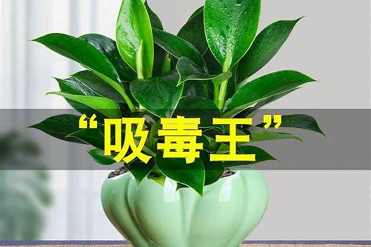杜鹃花施什么肥料好 杜鹃花适合施哪种肥
