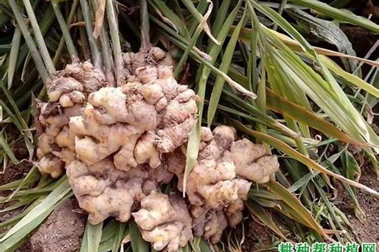 黄瓜喷什么叶面肥茎杆粗壮