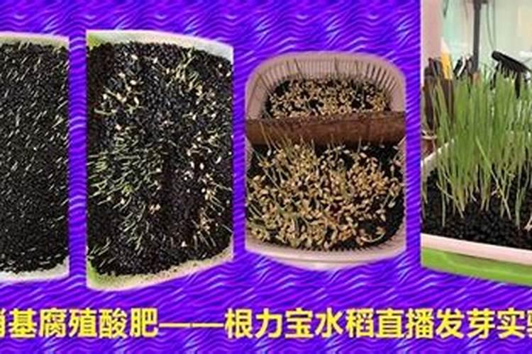 如何养好神仙鱼