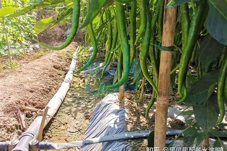辣椒施肥的正确方法