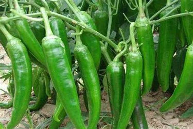 种辣椒用什么肥料比较好