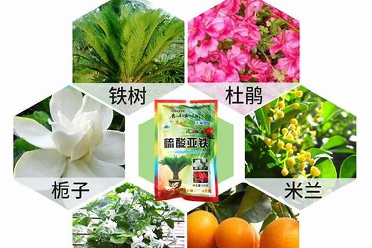 平安树多久浇一次水