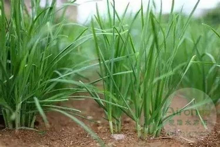 韭菜用什么肥料长得最好