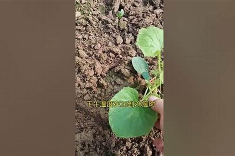 土豆膨大的方法