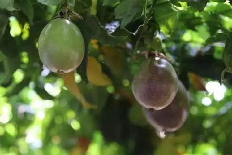 土豆的管理技术要点