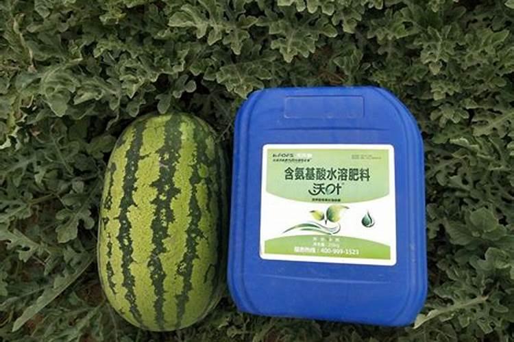 兰花用磷酸二氢钾养护的技巧