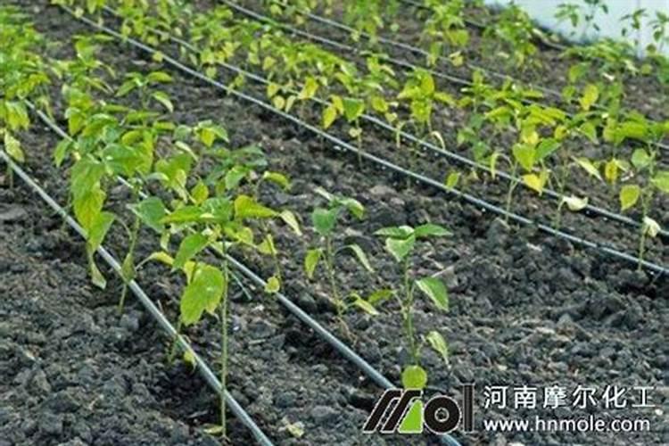水溶肥怎么用效果好