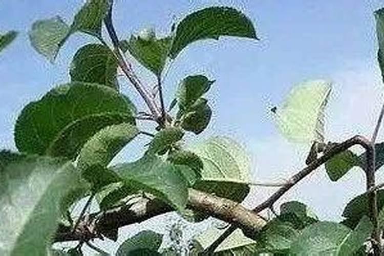不同作物适用的叶面肥配方有哪些