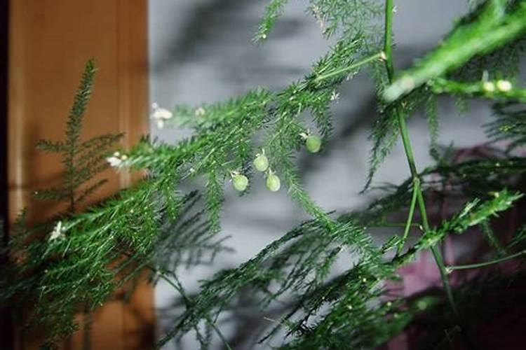 家庭种花怎样做氮肥,磷肥,钾肥它们各有什么作用？