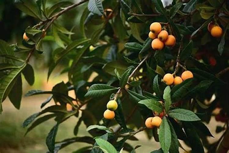 氮气对茶叶的保鲜效果如何？
