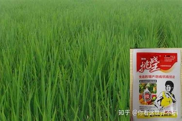 草莓缺钙冲施什么肥料