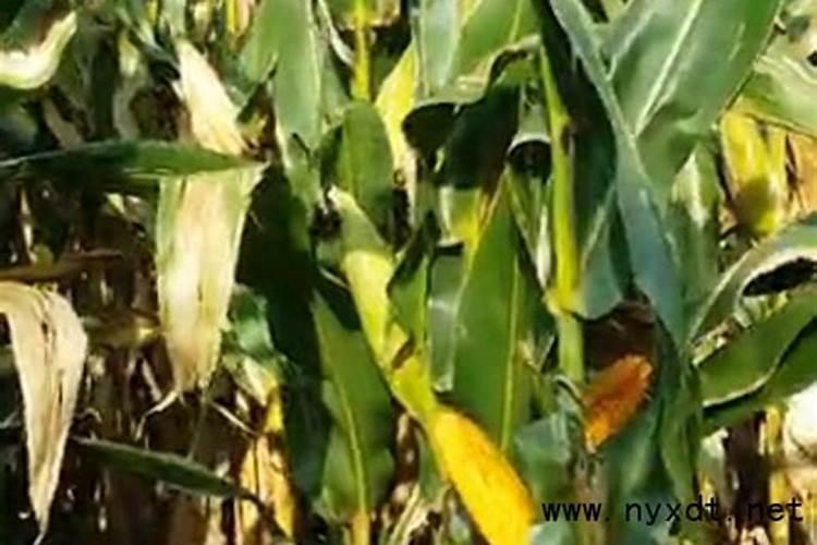 夏玉米种植,后期肥水管理应该怎么做呢？