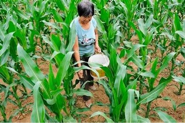 我家种的玉米现在是拔节、抽雄怎样管理？